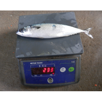 Frozen Pacific Mackerel 100-200G 200-300G para Europa